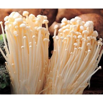 Mushroom Spawn bag 1.7kg  Flammulina velutipes -  Enoki  - FREE SHIPPING